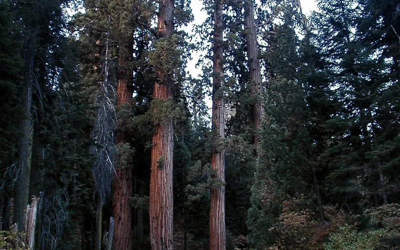 Giant Sequoias