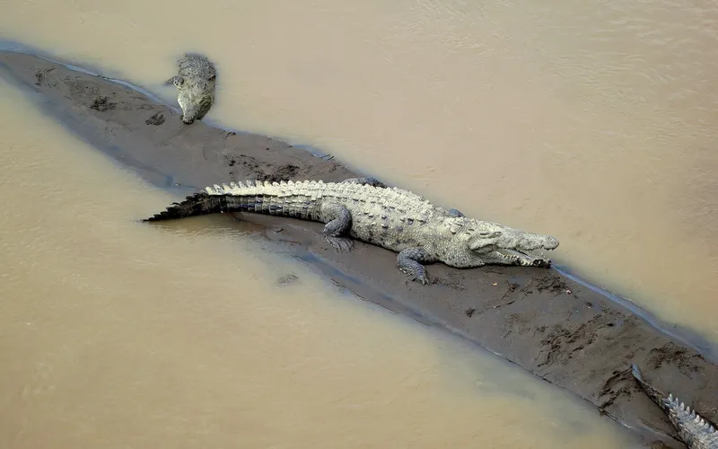 Crocodile waiting for food