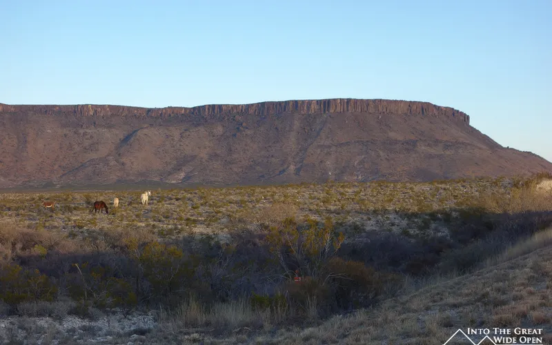 Horses roam by the side of the road, near Big Bend National Park