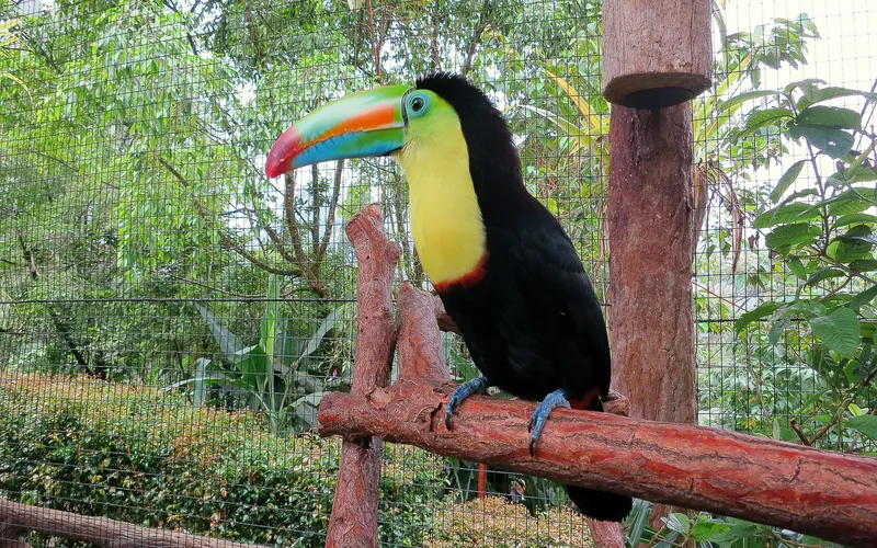 Toucan