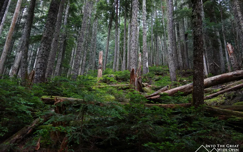 Trail to Hidden Lake