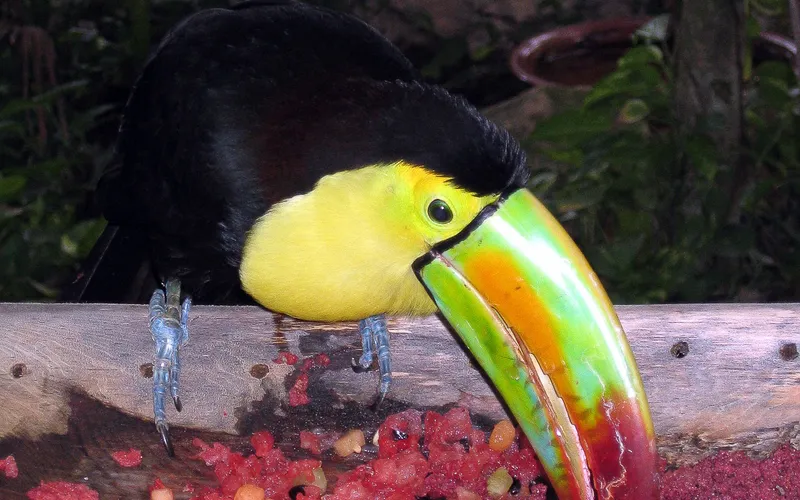 A toucan eats fruit