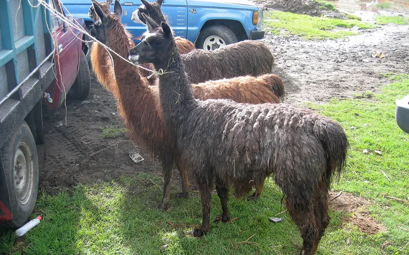 Llamas at the market