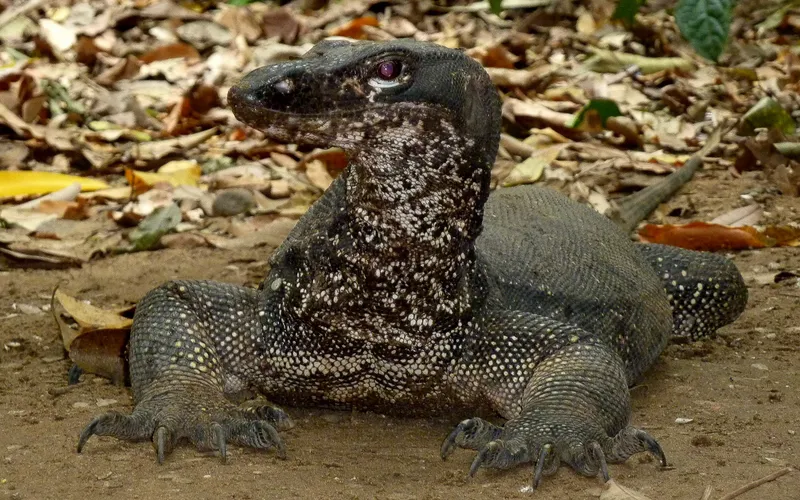 Monitor lizard