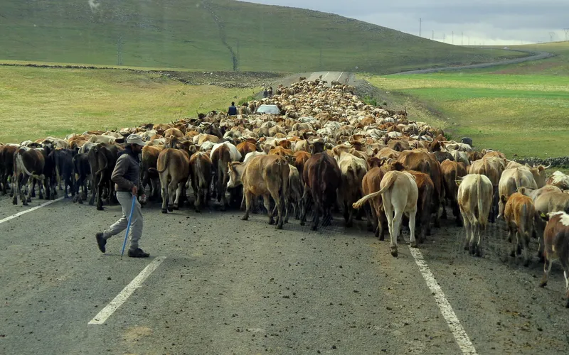 Kurdish traffic jam