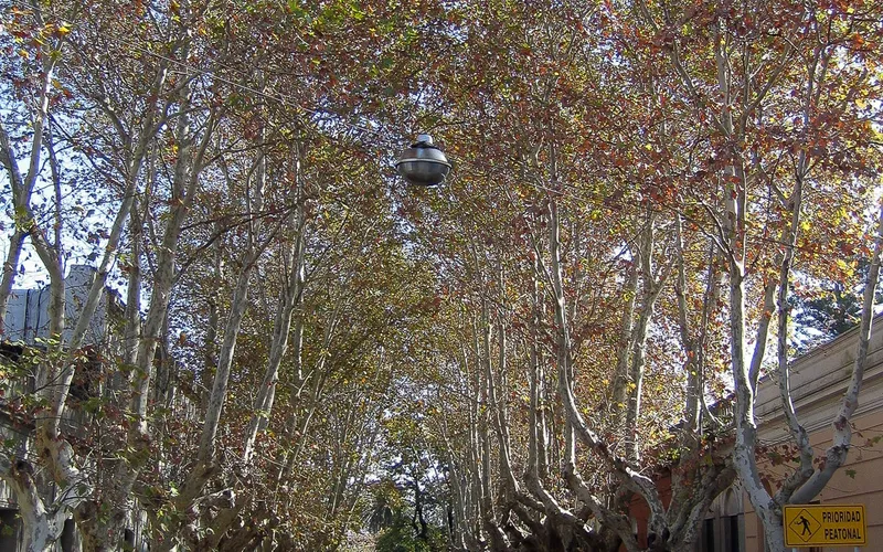 A tree lined street in Colonia